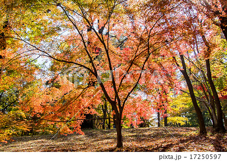 紅葉した楓 国営武蔵丘陵森林公園の写真素材