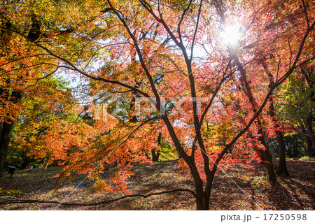 紅葉した楓 国営武蔵丘陵森林公園の写真素材