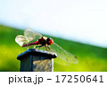 赤とんぼ 17250641