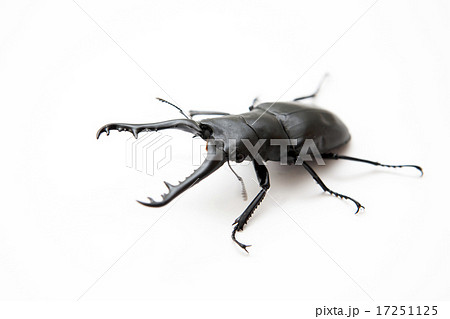 ギラファノコギリクワガタ 17251125