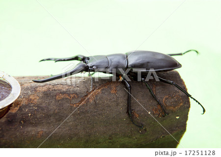 ギラファノコギリクワガタ 17251128