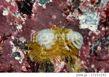 イバラカンザシ、黄色、緑、白 17251293