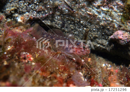 岩場のイソハゼの仲間 17251296