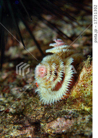 イバラカンザシ、白系 17251302