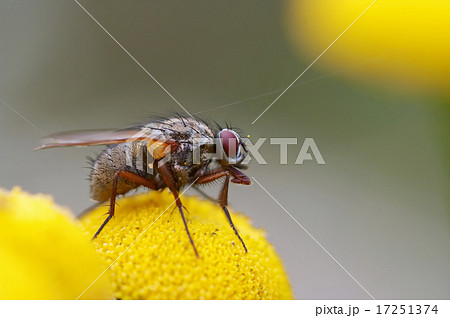 close-up of the fly close-up of the fly 17251374