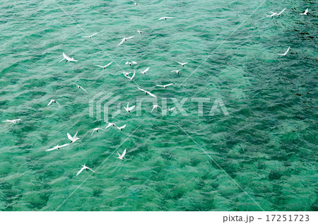 沖縄のエメラルドグリーンの海 群れ飛ぶ白い鳥の写真素材