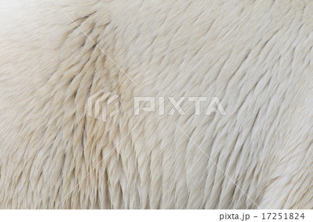 Close-up of a polarbear 17251824