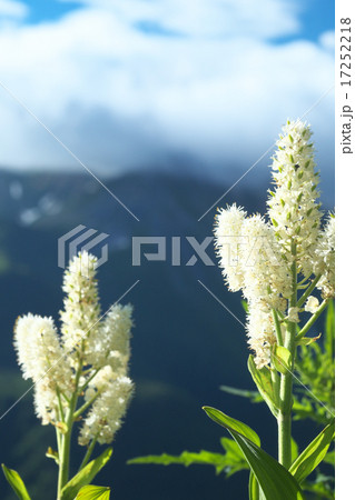 高山植物 17252218