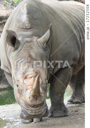 絶滅の危機 シロサイ 絶滅の危機 シロサイ 17252508