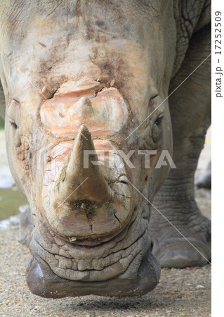 絶滅の危機　シロサイ 17252509