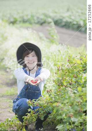 ラズベリー摘み 17252666