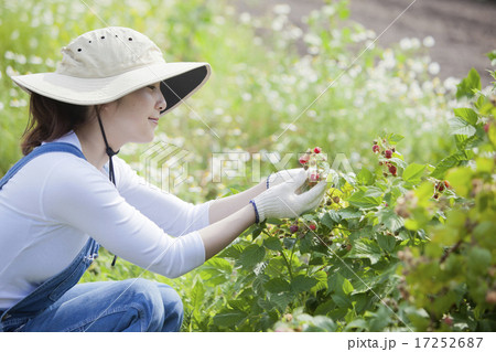 ラズベリー摘み 17252687