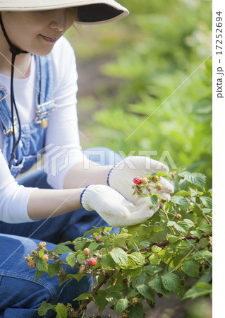ラズベリー摘み 17252694