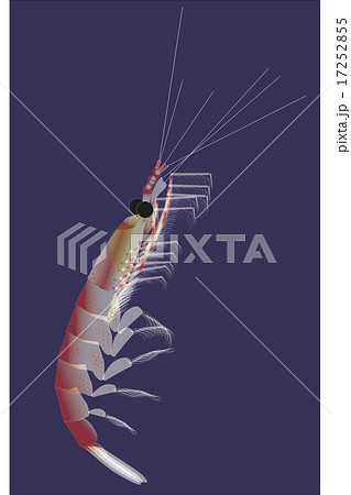 オキアミのイラスト素材