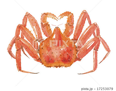 たらばがに 17253079