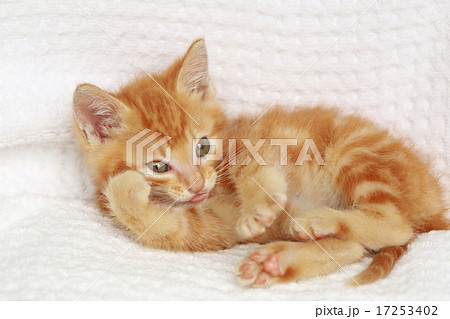 子猫 17253402