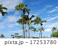 ハワイの青い空に伸びるヤシの木 17253780