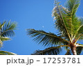 ハワイの青い空に伸びたヤシの木 17253781