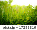 葉っぱに登るてんとう虫 17253816