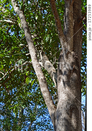 キンモクセイ（金木犀） 17253989