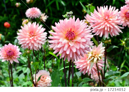 ダリア 17254052