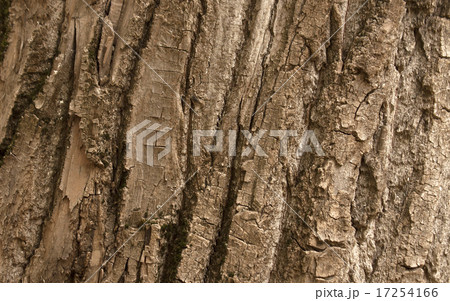 Tree bark texture. Natural background. 17254166