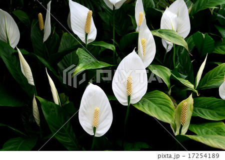 スパティフィラム 17254189