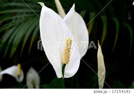 スパティフィラム 17254191