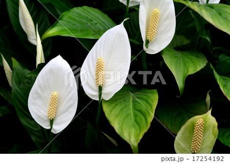 スパティフィラム 17254192