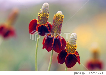 メキシカンハット 17254271