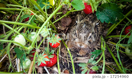 Grey hare among ripe strawberries Grey hare among ripe strawberries 17254960