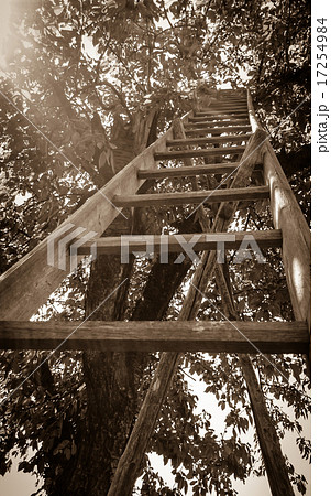 Lange garden stairs at cherry as old photo Lange garden stairs at cherry as old photo 17254984