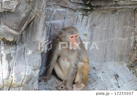 アカゲザル 17255037