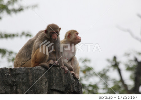 アカゲザル アカゲザル 17255167