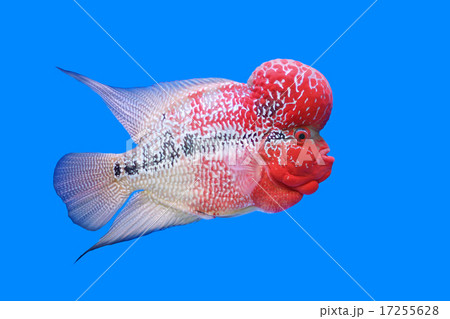 flowerhorn cichlid or cichlasoma fish flowerhorn cichlid or cichlasoma fish 17255628