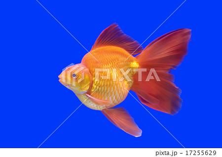 beautiful goldfish beautiful goldfish 17255629