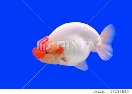 beautiful ranchu or lion head goldfish 17255630
