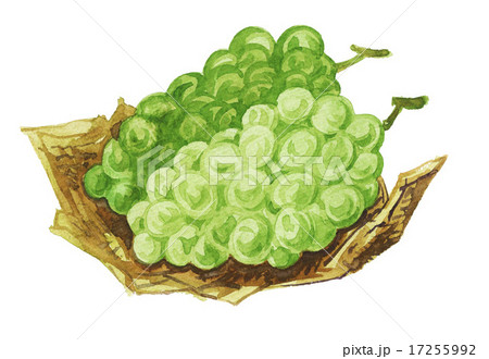 muscut15828pix7 17255992