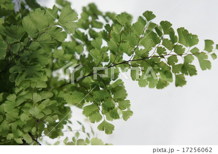 アジアンタム アジアンタム 17256062