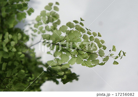 アジアンタム アジアンタム 17256082