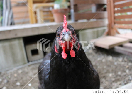 鶏の真正面の顔の写真素材