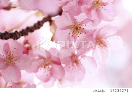 河津桜 17256271