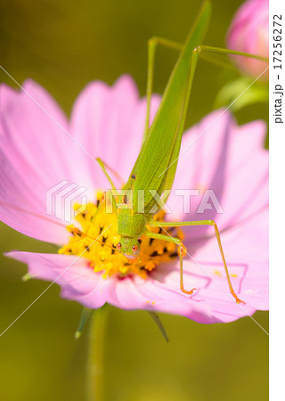 コスモス 17256272