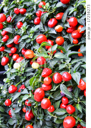 観賞用唐辛子 17256273