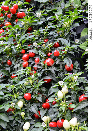 観賞用唐辛子 17256274