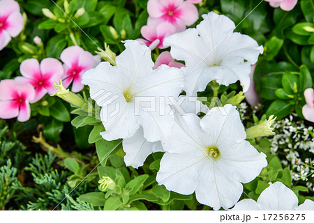 ペチュニア 17256275