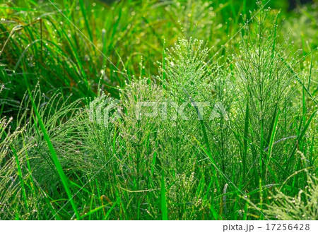 Beautiful green grass Beautiful green grass 17256428