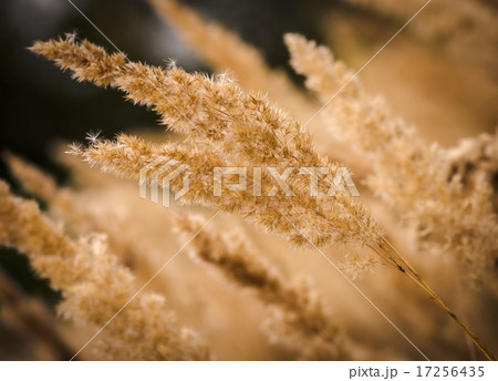 Beautiful yellow grass 17256435