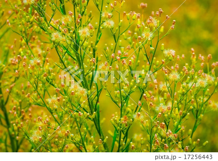 Beautiful green grass Beautiful green grass 17256443