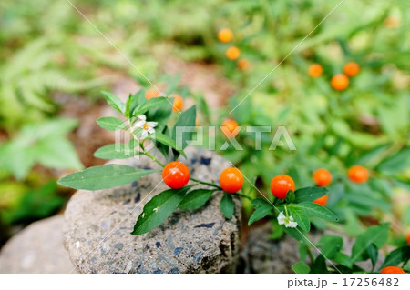 フユサンゴ フユサンゴ 17256482